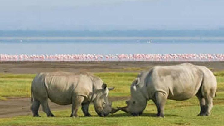 Wildlife Kenya With Lake Nakuru Tour