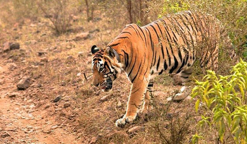 Rajasthan Wildlife Safari Tour Package