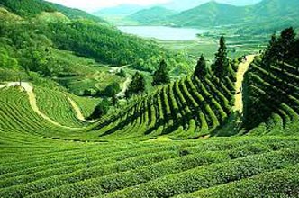 Mesmerizing Darjeeling Gangtok Tour