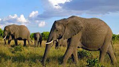 Wildlife Tour Of Kenya