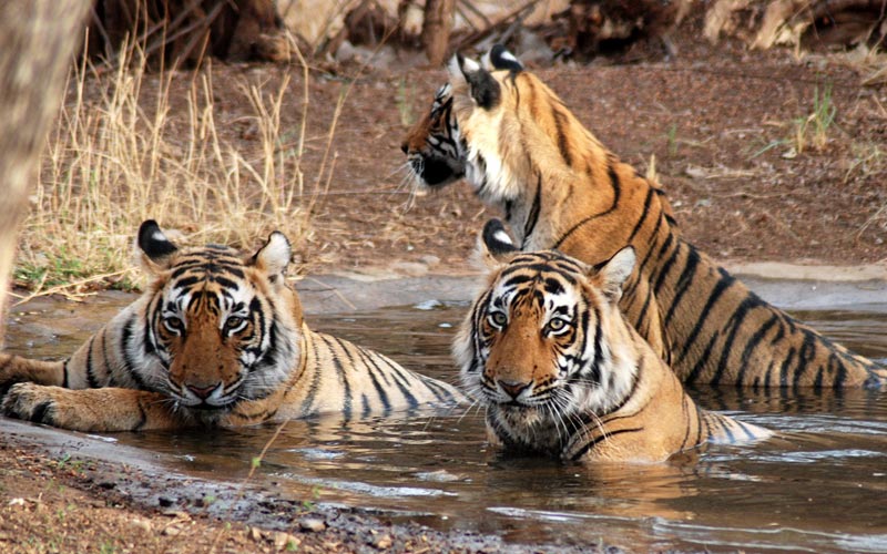Jim Corbett Safari Tour 2N 3D