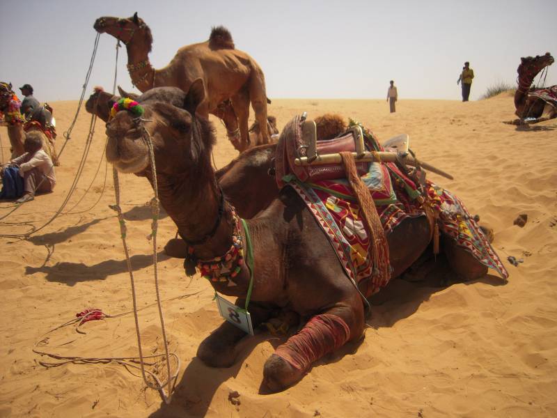 Marwar Tour Planner - Jewels of Rajasthan NANDI F