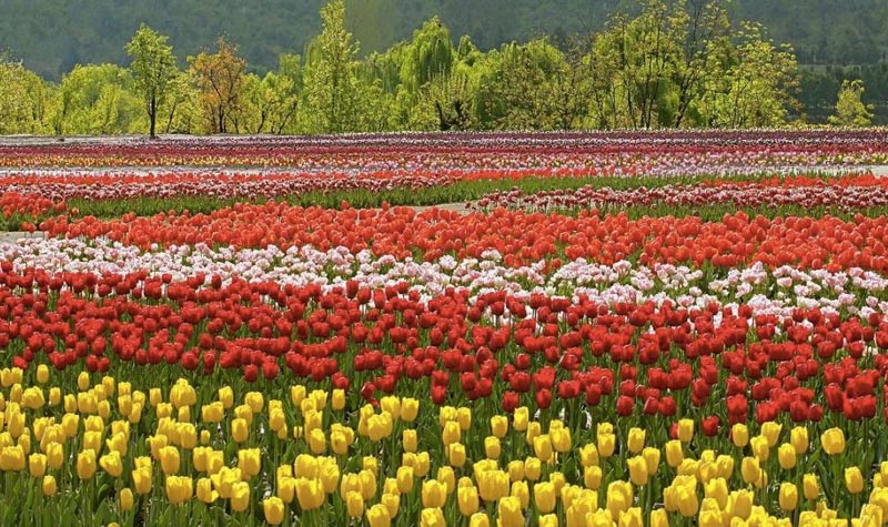 Kashmir Tour Package