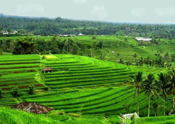 Private Tour: Full-Day Bali Sightseeing Tour with 2-hour Balinese Spa Experience and Lunch Tour