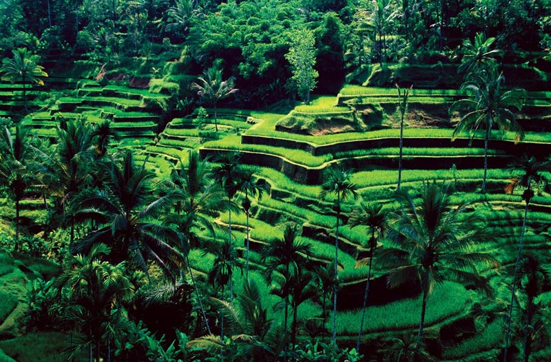 Explore Bali in 5D4N Tour