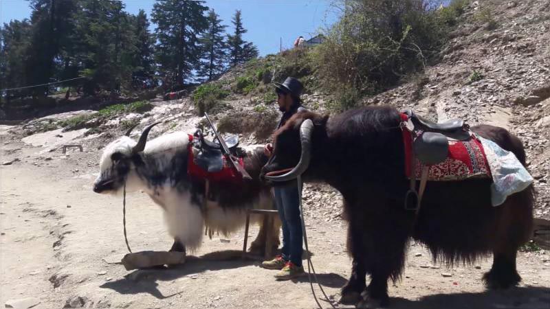 SHIMLA MANALI VOLVO TOUR