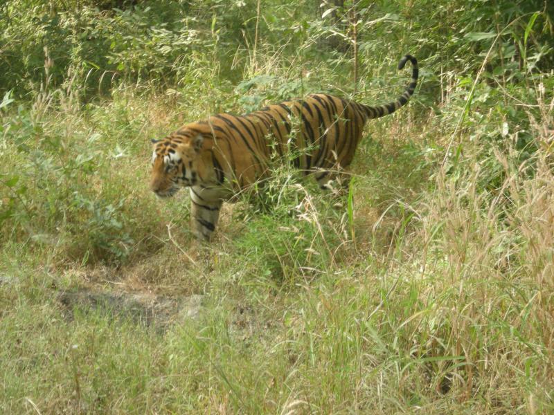 All Rajasthan Standard Tour - Orchha - Khajuraho - National Park Safari - Varanasi - Lucknow - Agra