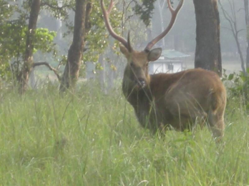 Golden Triangle Tour With Jim Corbett National Park