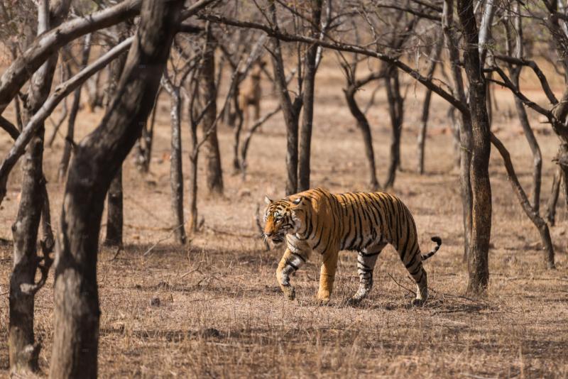 Golden Triangle Tour With Ranthambhore National Park Safari Tour