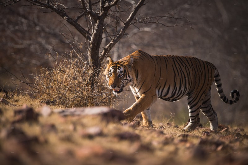 Golden Triangle Tour With Jim Corbett National Park