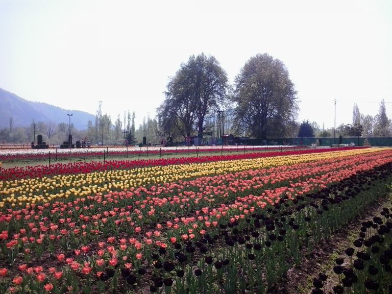 Rajasthan with Kashmir Tour