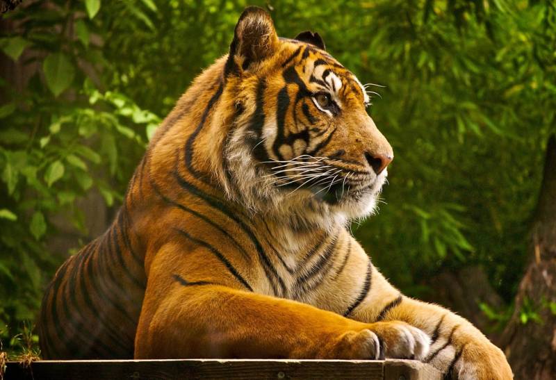 Golden Triangle Tour with Ranthambore Package