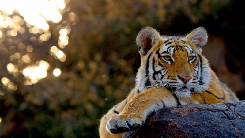 Golden Triangle Tour with Ranthambore Package