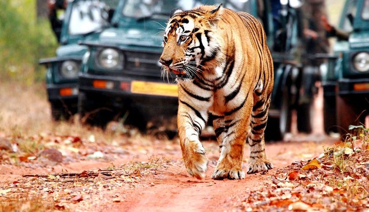 Golden Triangle Tour with Ranthambore Package
