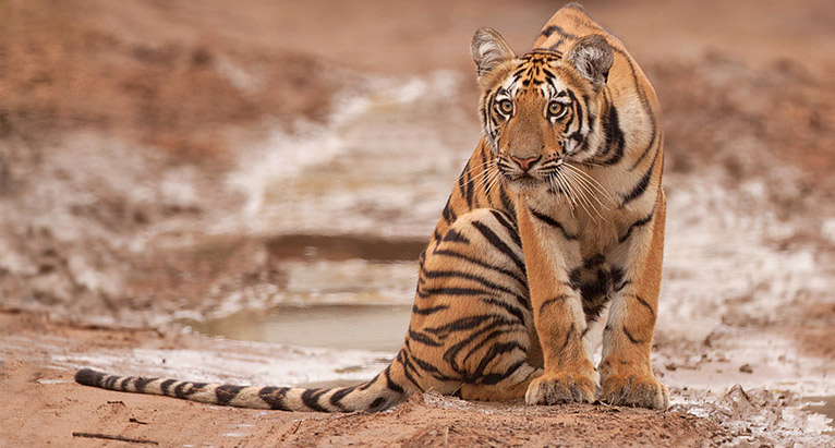 Golden Triangle Tour with Ranthambore Package