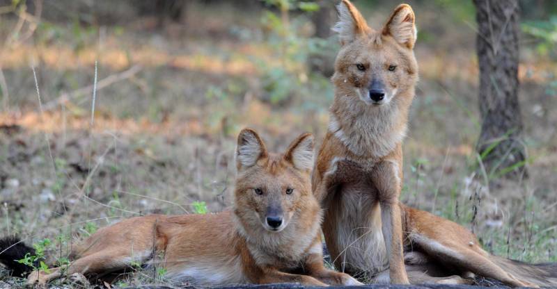 Pench Tour