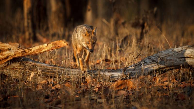 Pench - Bandhavgad Tour