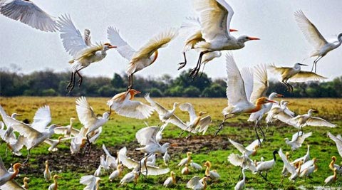 Golden Triangle with Birds Tour