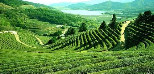 Hilly Escapade Darjeeling & Sikkim Tour