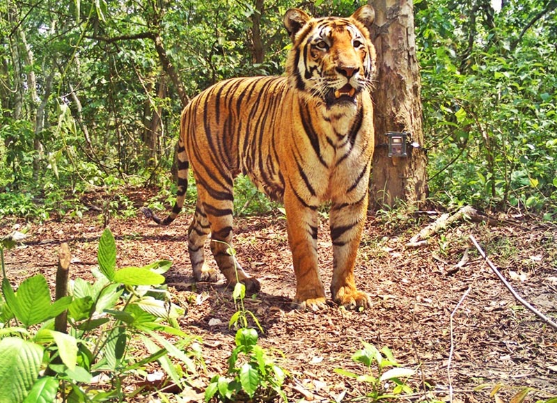 Assam-Shilong-Kaziranga Tour