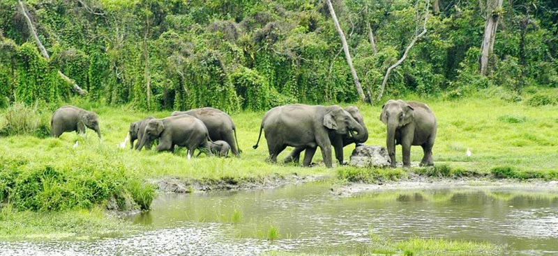 Winter Special Green Dooars Tour