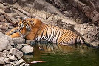 Golden Triangle With Tiger Tour