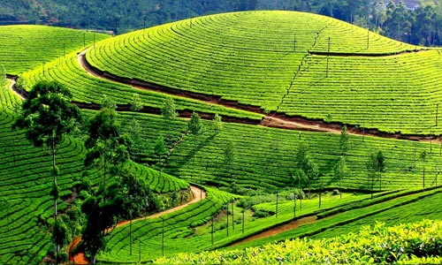Munnar Honeymoon Package Image