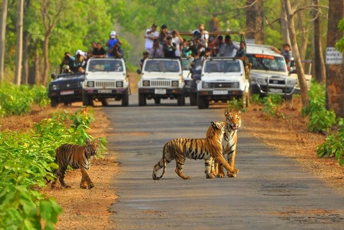 Jaipur-Ranthambore Tour
