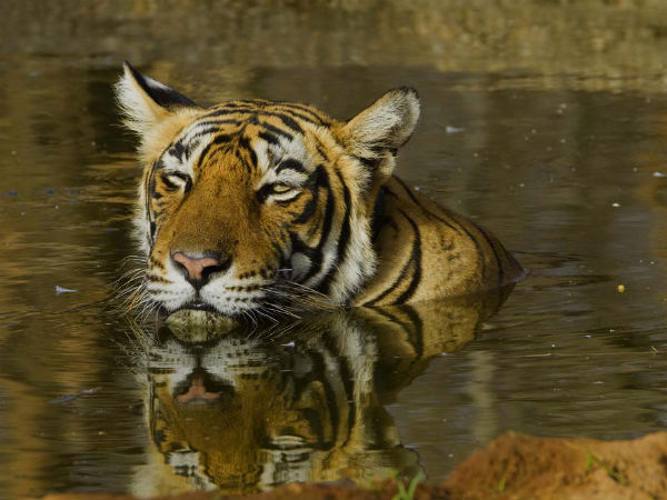 Jaipur-Ranthambore Tour