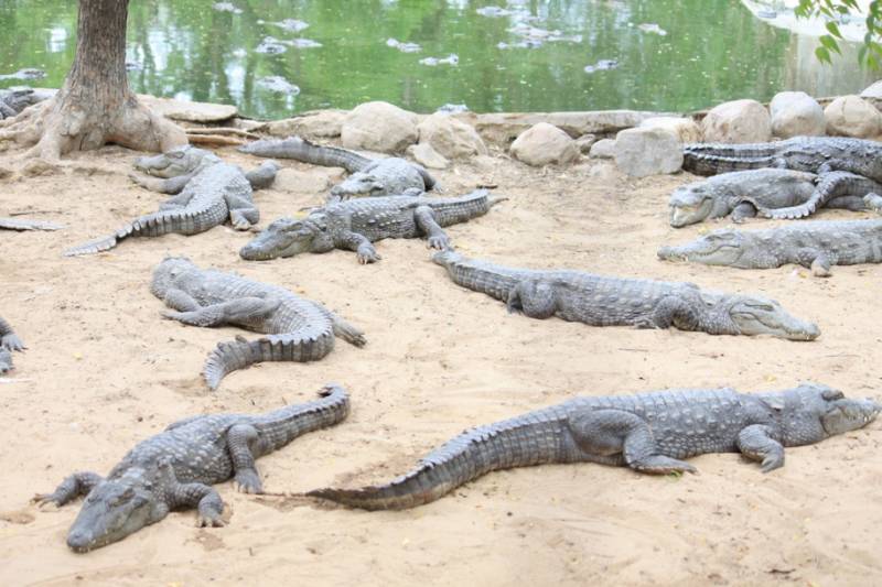 Crocs and Spice Plantation Tour Image