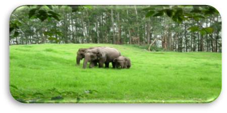 06 Days/ 05 Nights Kerala Family Tour Itinerary