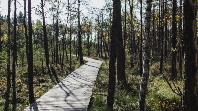 4 Days Full Lithuanian Forest Experience
