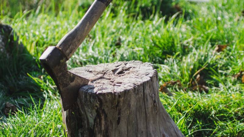 4 Days Full Lithuanian Forest Experience