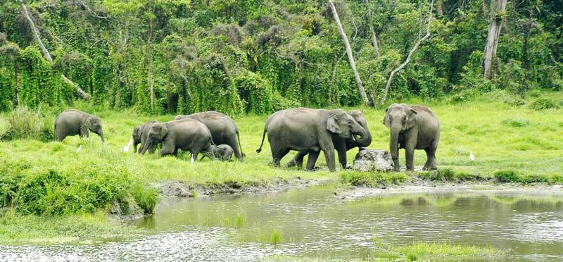 GREEN DOOARS JUNGLE TRIP TOUR