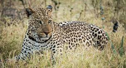 Brocher For Ranipur Zone Safari (Leopard Safari)  Tour