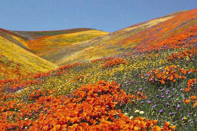 Valley Of Flowers With Hemkund Trek Tour