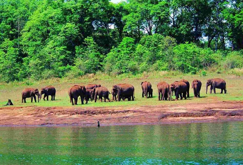 Munnar & Thekkady Tour