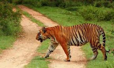 Short Escape to Bandipur National Park Tour Image