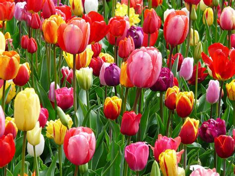 Tulip Festival 6 Nights 7 Days Package