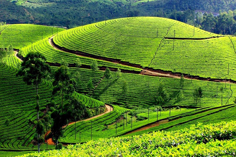 Kerala Package 3Night 4Days