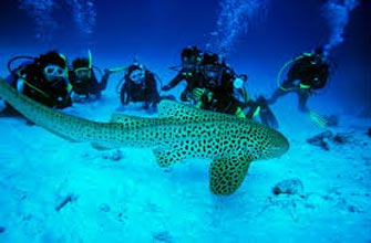 Amazing Andaman Packages