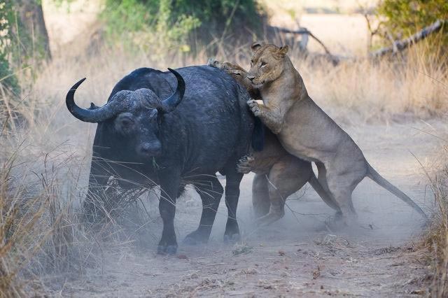 Victoria Falls & South Luangwa Safari Tour