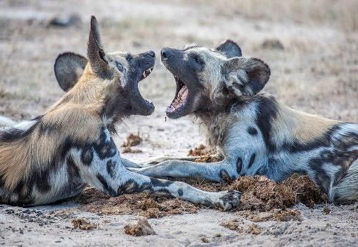 Victoria Falls & South Luangwa Safari Tour