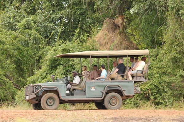 Real Bush Camp Safari Experience Tour