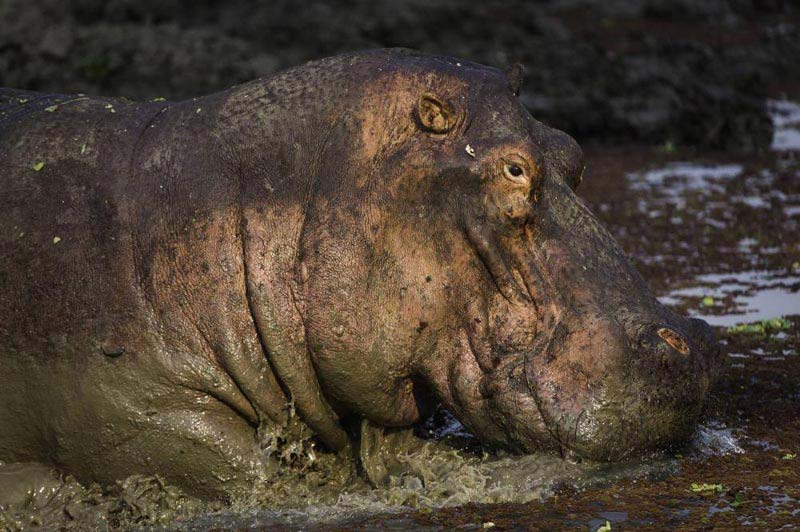 Real Bush Camp Safari Experience Tour