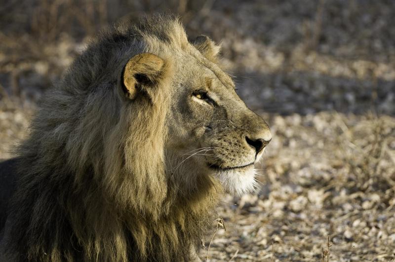 4 Days South Luangwa National Park – Luxury Package