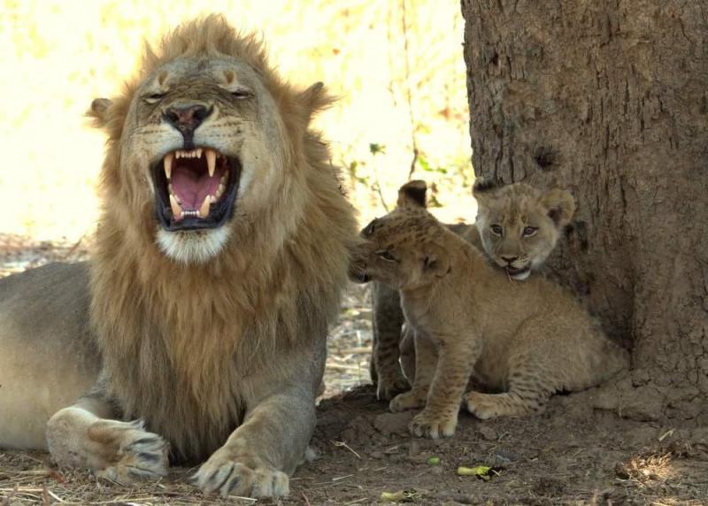 4 Days South Luangwa National Park – Luxury Package