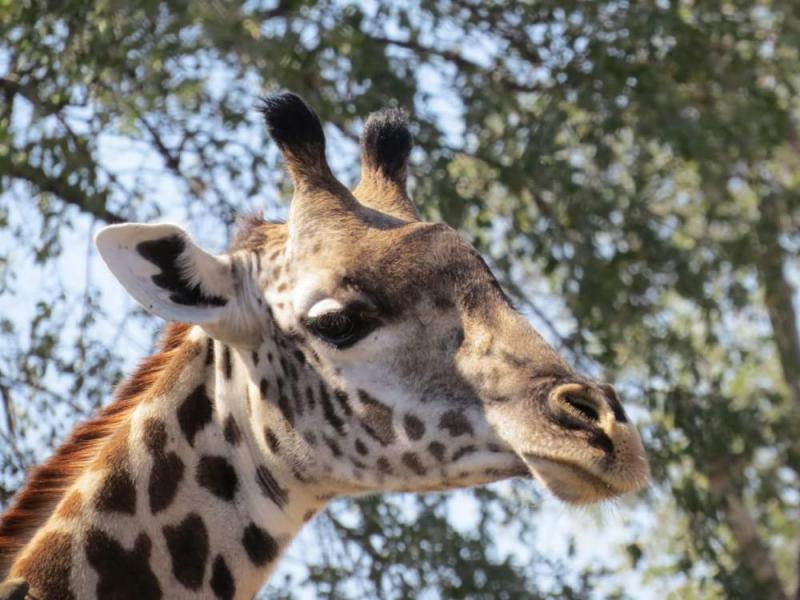 4 Days South Luangwa National Park – Luxury Package