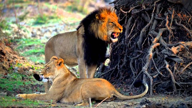 4 Days Truly Zambian Holiday in Kafue National Park Tour