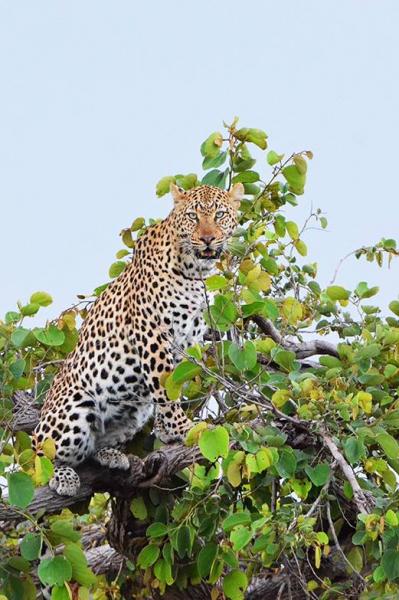 4 Days Truly Zambian Holiday in Kafue National Park Tour